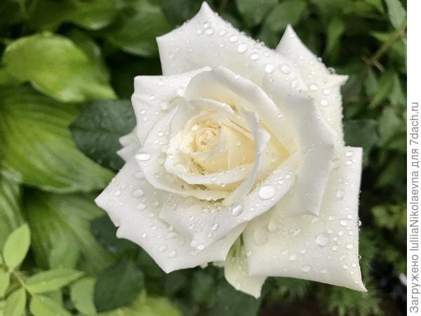 Роза после грозы🙂