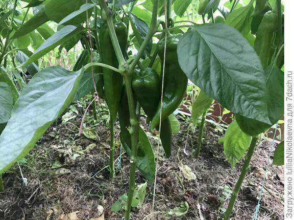 Сладкие в теплице. Совсем зелёные