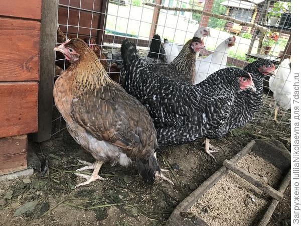 Новеньких рябушек отделяю пока. Белые их гоняют. Ночью все вместе спят.