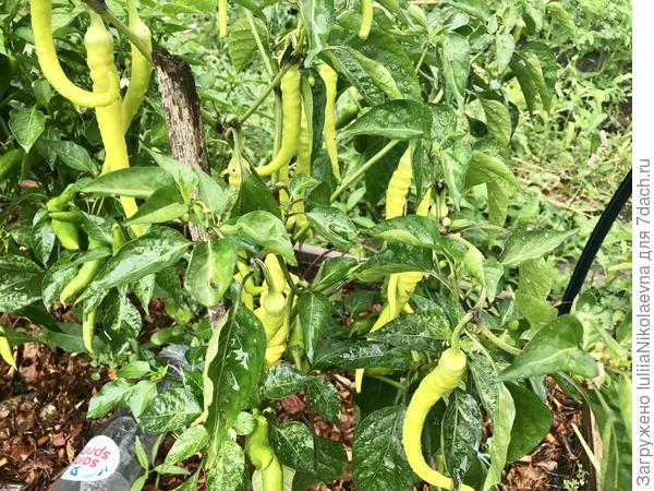 Острые в ОГ. Начали из зелёного переходить в молочную спелость