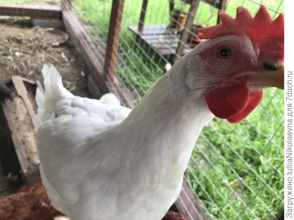 Я несусь, меня корми!