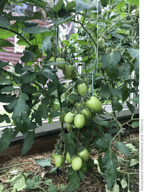 5.07.24. Высота куста 85 см