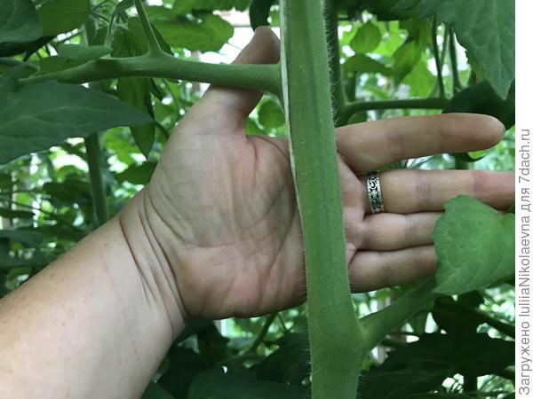 5.07.24. Толщина стебля