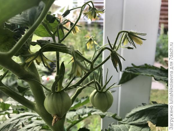 5.07., третья кисть