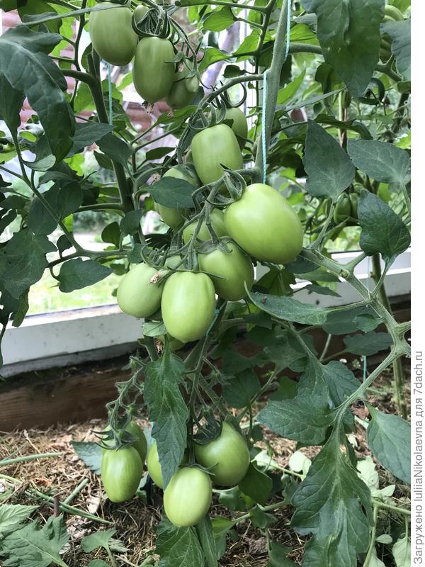 5.07.24. Кисти вяжет через лист