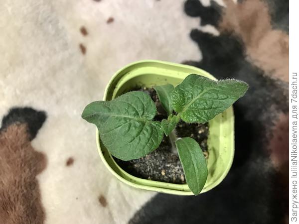 4 апреля 2024. Геомик в стаканчике 0,2л