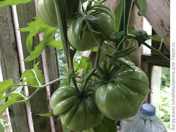 5.07.24. Названием всё сказано. Реально крупный. Цветки в кисти частично скидывает, но, наверное, непросто прокормить такие крупные плоды