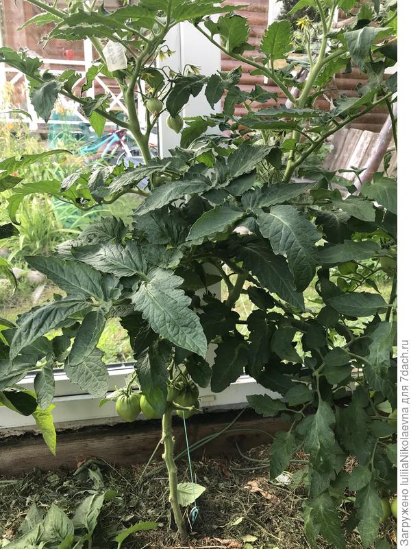 Более раскидистый, чем Гадюка. Высота 105 см.