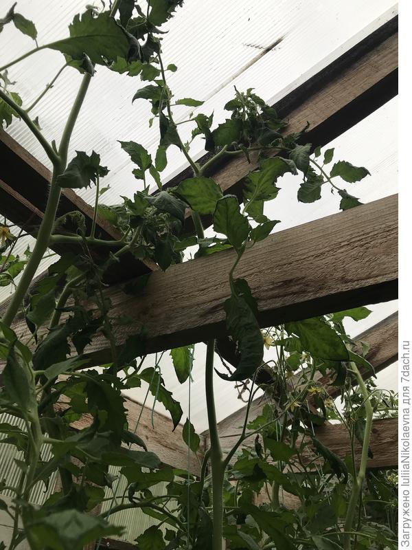 5.07. Упёрся в крышу теплицы