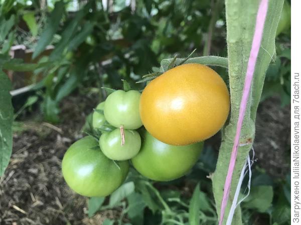 10.07.24. Первая кисть начала созревать