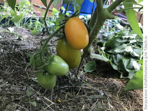 3.07.24. В этом году на недельку раньше зреть стал. Традиционно снимаю первый плод 10 июля, на ДР дочери