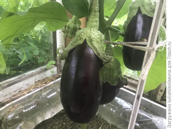 Бомбовоз однозначно вышел в ранг любимчиков. Первые плоды сняла на прошлой неделе. На следующий год буду их прививать.