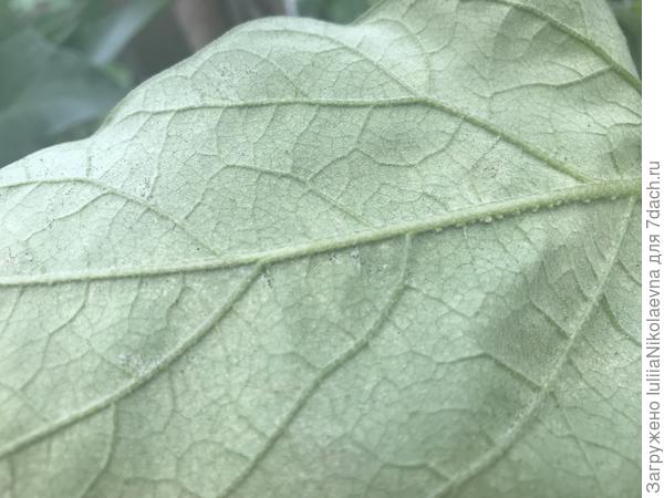 С обратной стороны листа