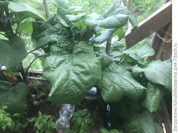 Привитые радуют мощью куста, но совсем не урожаем