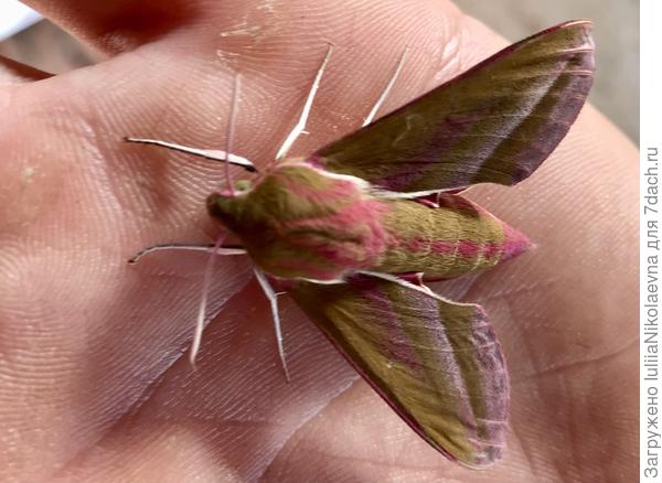 К нам вот такой бражник 30 мая в гости залетел. Интересные они🙂 Умеют гудеть, как трансформатор, только потише.