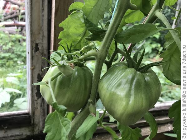 Польская слива тётушки Сварло