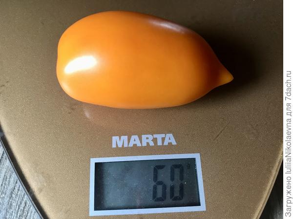 17.07. Классическая форма с хвостиком. Попробую взять на семена