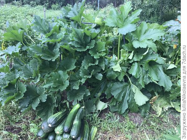 В этом году у меня ошибочка вышла. Обычно на шести квадратных метрах я сажаю шесть кустиков. А тут мне показалось, что два куста дохленькие какие-то и воткнула ещё два. И конечно, дохленькие тоже решили прижиться🤷‍♀️