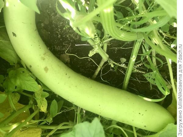 Лагенария уже с метр выросла. Слизни её грызут, гады.