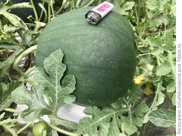 На грядке ещё с десяток зреет