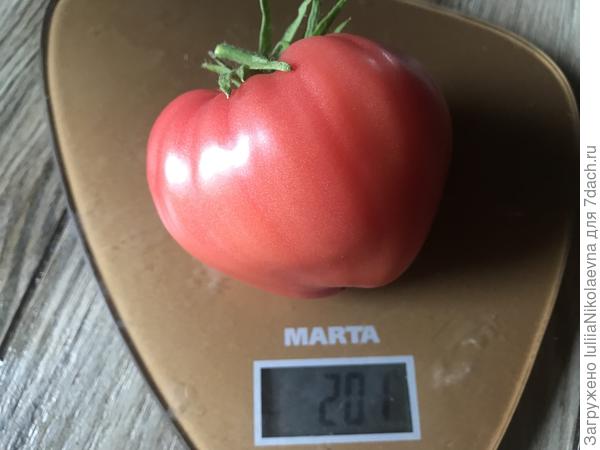 18.07.24. Созрел на кусте. Бывает больше и меньше. Это средний представитель с классической формой