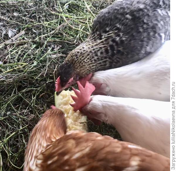 Клюют активно и Вам спасибо говорят🙂