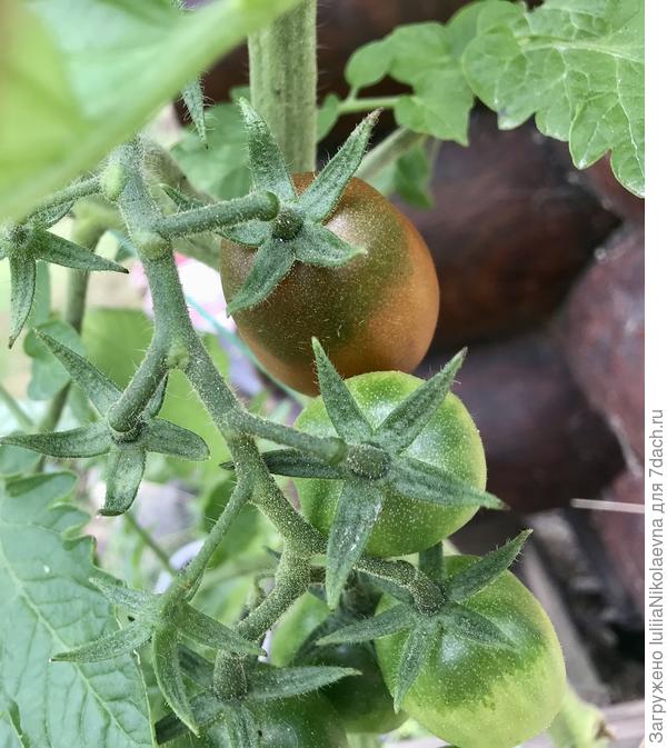 17.07. Созрел первый. На вкус оказался весьма посредственный