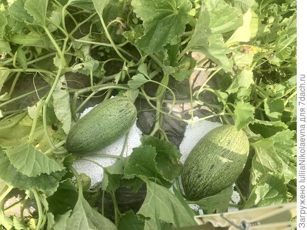 Дыньки растут потихоньку