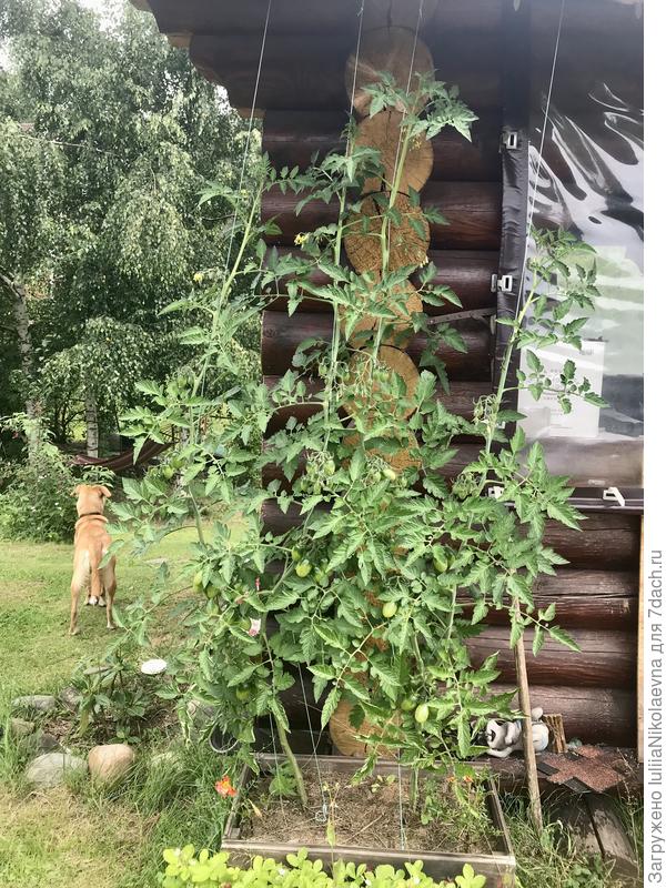 17.07.24. Два куста в два стебля каждый