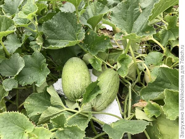 Дыни на пенопласте