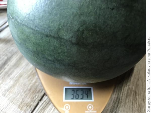 Арбуз номер 2. Вес 3 кг 630 грамм