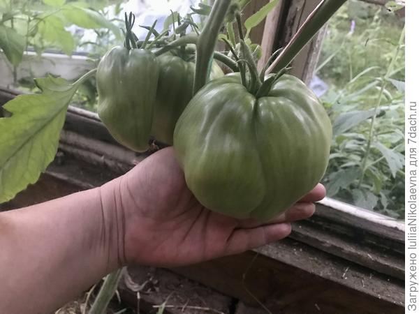 Моя «Тётушка» ещё совсем зелёная