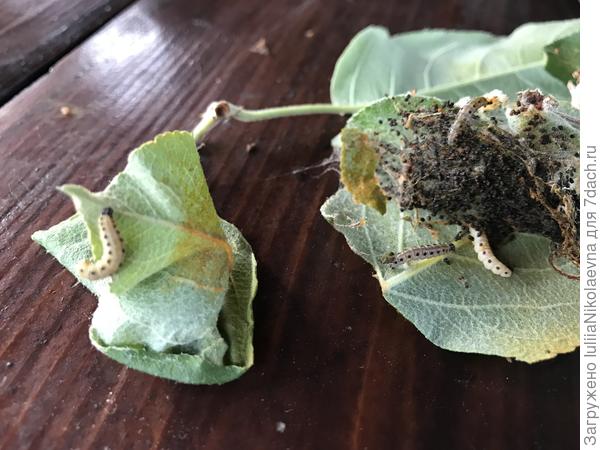 Паутина потемнела, но защитила примерно половину своих обитателей