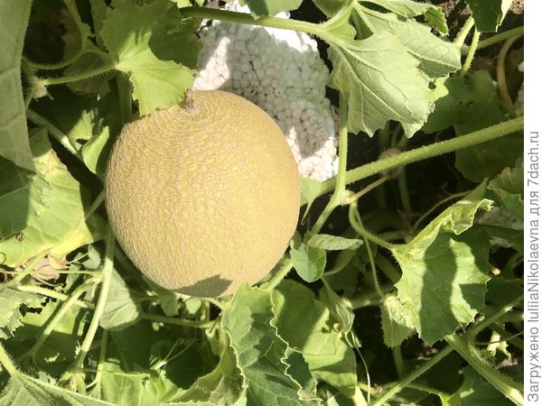 А вот мелкие лежат весёлые, не трескаются