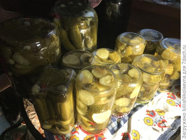 В этом году ставила эксперимент по максимально ранней высадки рассады в теплицу. Всё удалось. Уговорила их не бояться снега. Огурцов море. Теперь захожу к ним в теплицу только чтобы урожай собрать. Вчера два ведра собрала. В эту партию закрутила «по-фински».