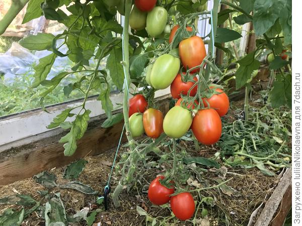 Томаты люблю, вожусь с ними. Мне кажется, что они отвечают взаимностью🙂