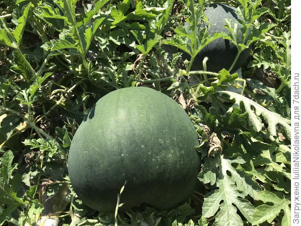Арбузы-самое интересное, что выращиваю. Этот уже килограмм на десять лежит. Каждый день его хвалю, какой он молодец. Но не зреет что-то пока