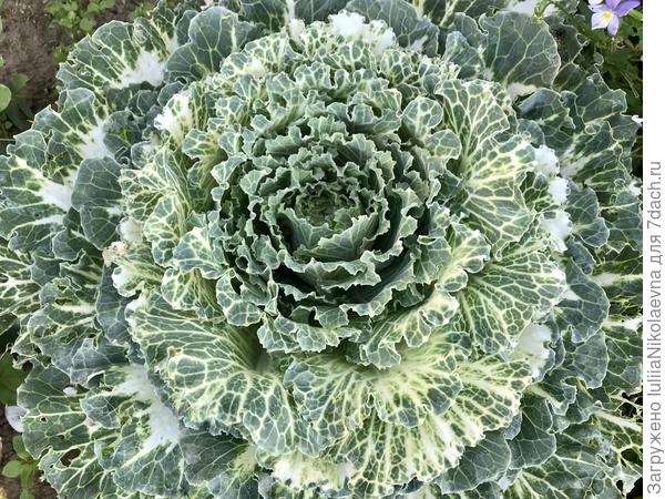 Ну чем не роза?🙂