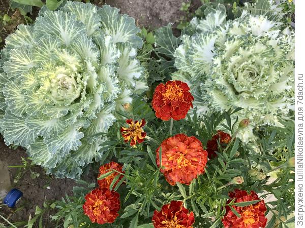 Ещё парочка с бархатцами