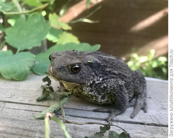 Пошла утром в теплицу, а вход охраняет вот такая красотка