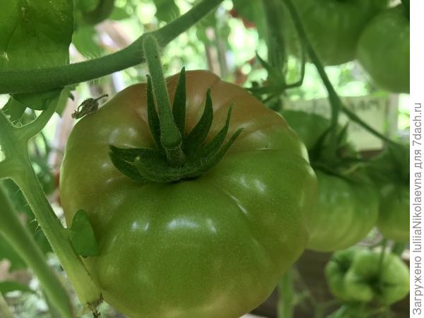 28.07.24. Начинает созревать