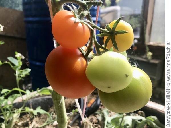 28.07.24. Яркие солнышки