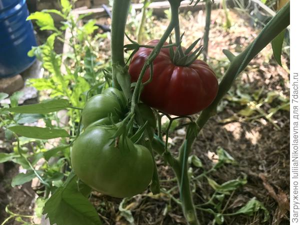 28.07.24. Зреет, но плодов навязал немного