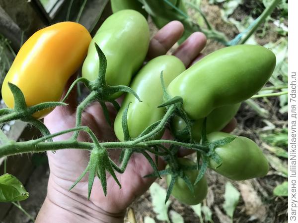 28.07.24. Начало созревания