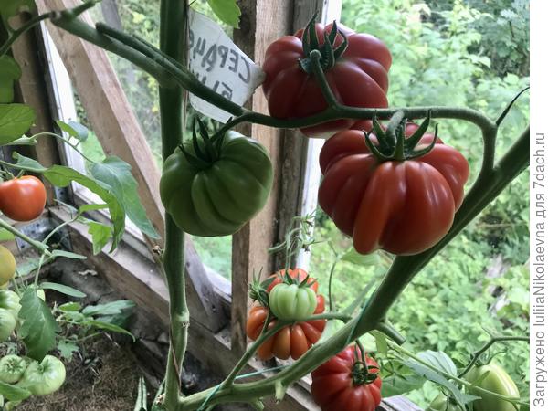 28.07.24. Зреют вовсю