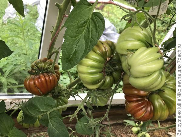 28.07.24. Начинают зреть