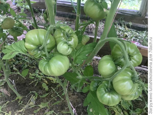 28.07.24. Всё ещё зелёные