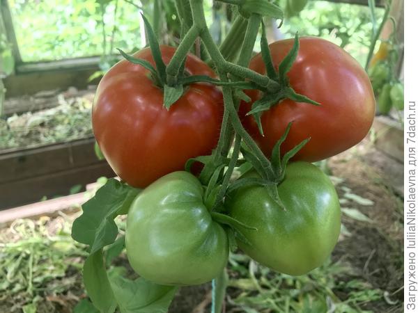 28.07.24. Плодов немного, но крупные