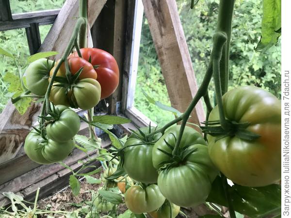 28.07.24. Урожайные. На кусте томаты разной формы. Активно созревают