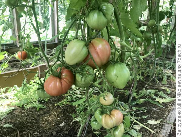 28.07.24. Зреет, не набрав положенную сорту массу. Решил взять количеством